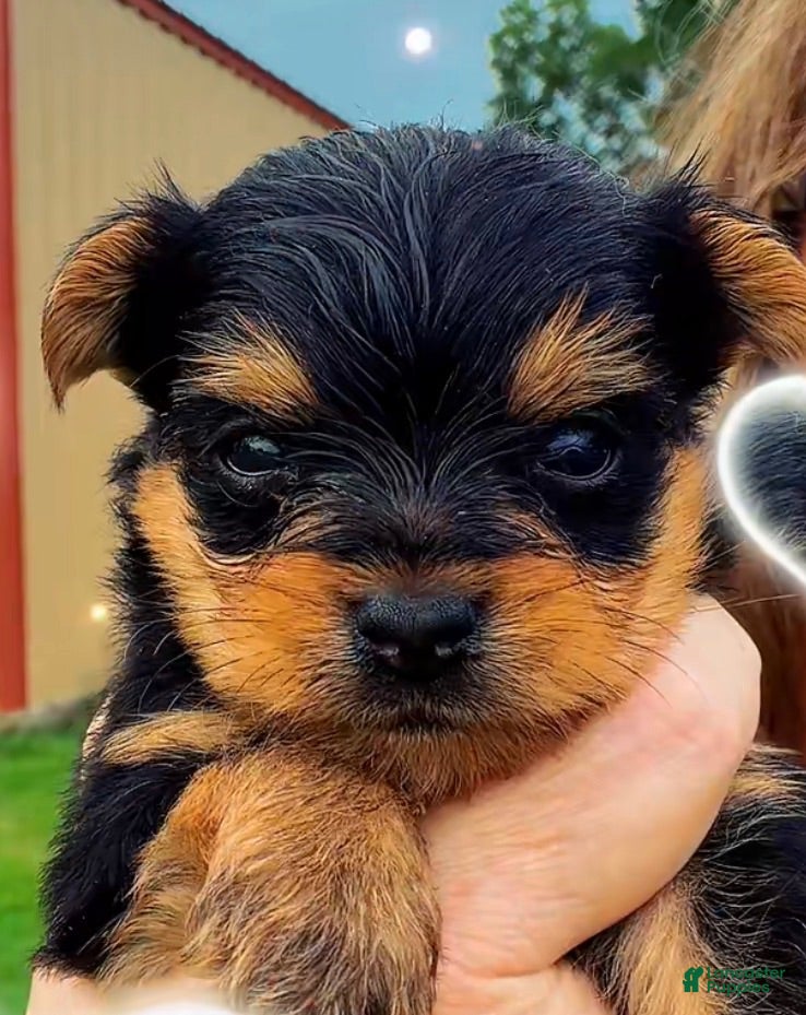Yorkshire Terrier dogs Yorkshire Terrier 2 - Ad 1
