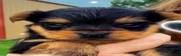 Yorkshire Terrier dogs for sale: Yorkshire Terrier 2 - Ad 1