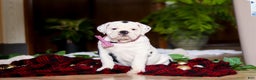English Bulldog dogs for sale: Gracie - Ad 1