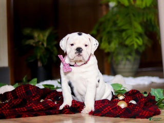 English Bulldog dogs Gracie - Ad 36