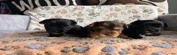 Yorkshire Terrier dogs for sale: Yorkshire Terrier 2 - Ad 8