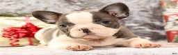 French Bulldog dogs for sale: Julia - Ad 8