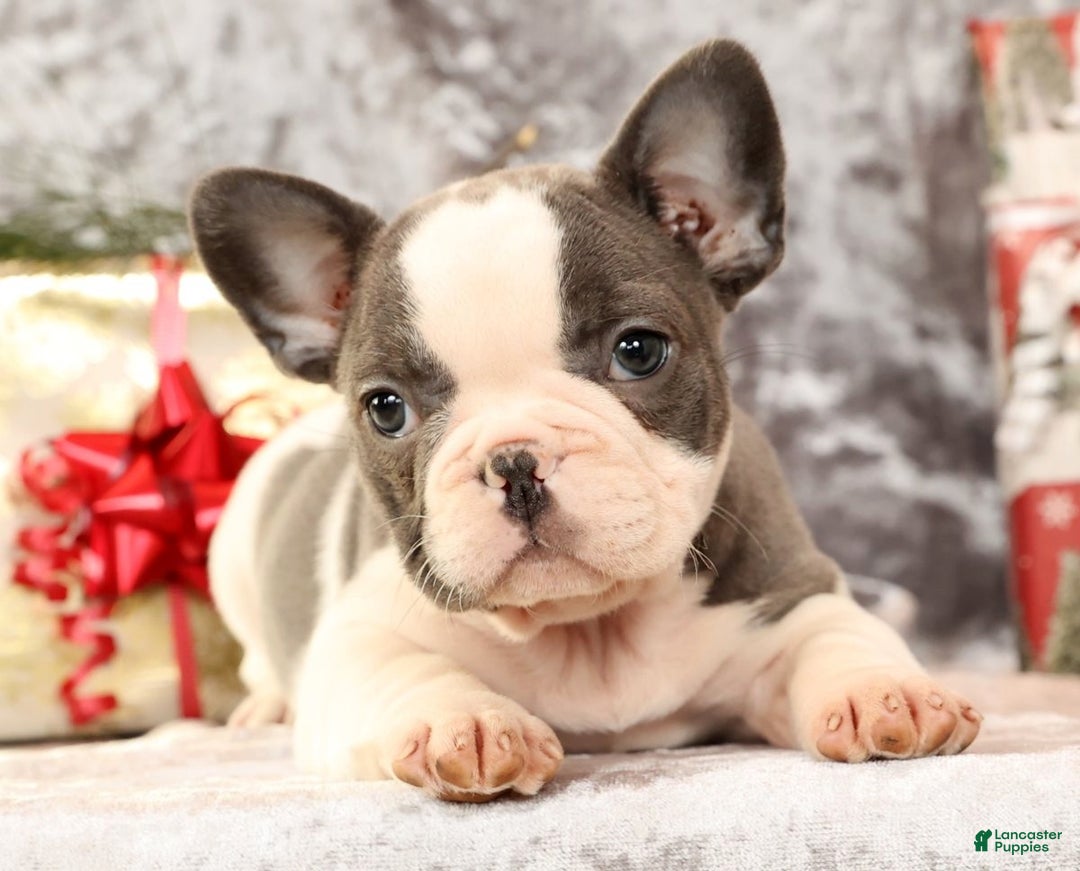 French Bulldog dogs for sale: Julia - Ad 8