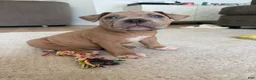 American Bully dogs for sale: Thor - XL American Bully Puppy  - Ad 5
