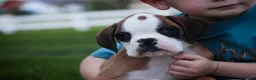 Boxer dogs for sale: Dirk - Ad 3