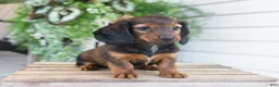 Dachshund dogs for sale: Holly  - Ad 4
