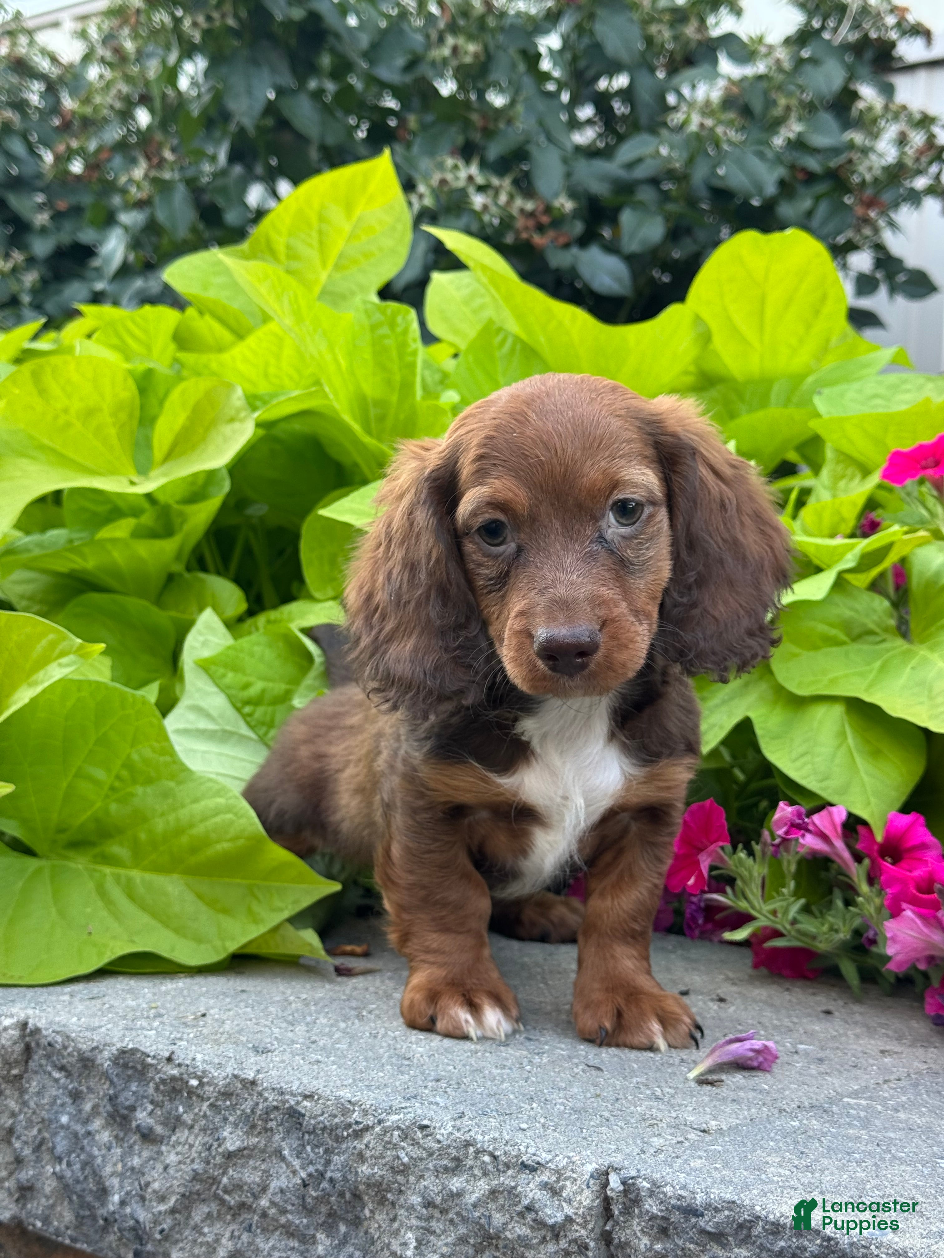 Miniature Dachshund dogs Diago - Ad 8