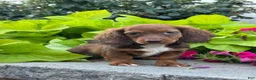 Miniature Dachshund dogs for sale: Diago - Ad 1