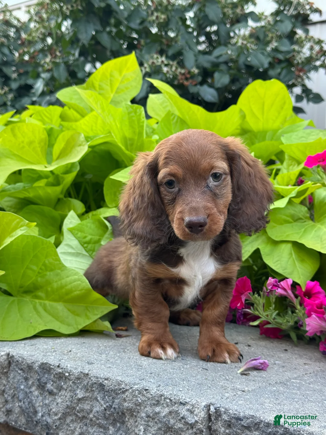 Miniature Dachshund dogs for sale: Diago - Ad 1