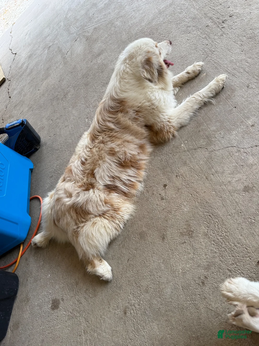 Australian Shepherd dogs for sale: Lemon - Ad 16