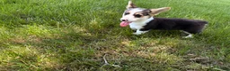 Welsh Corgi Pembroke dogs for sale: CLARK - Ad 18