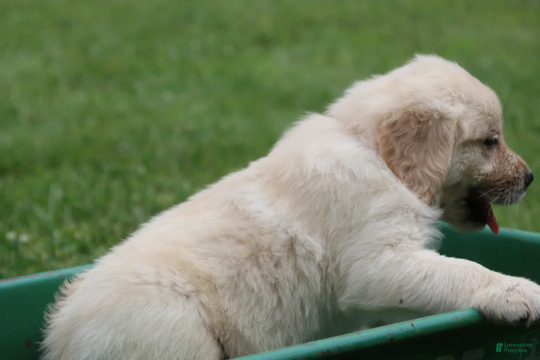 Golden Retriever dogs for sale: Golden Retriever 6 - Ad 2