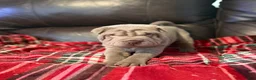 Shar Pei dogs for sale: Hal - Ad 5