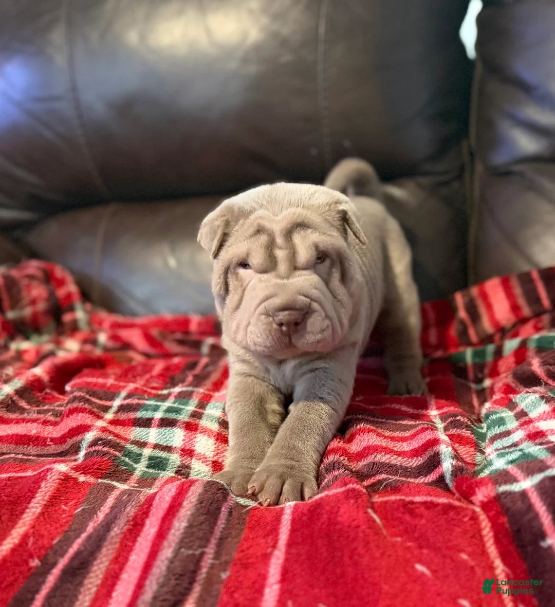 Shar Pei dogs for sale: Hal - Ad 5