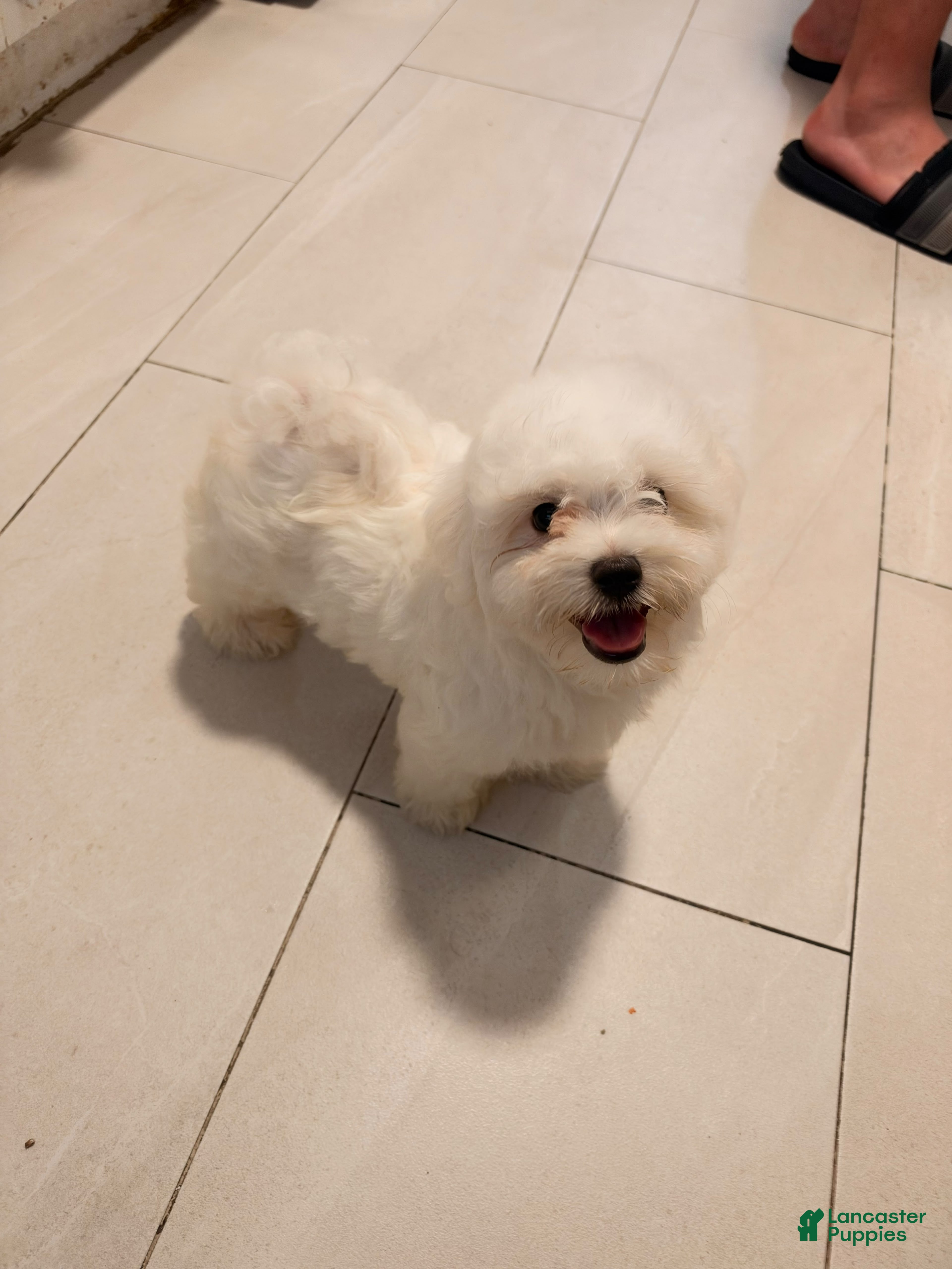 Maltese dogs Zeus - Ad 2
