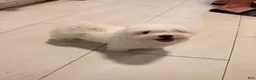 Maltese dogs for sale: Zeus - Ad 2