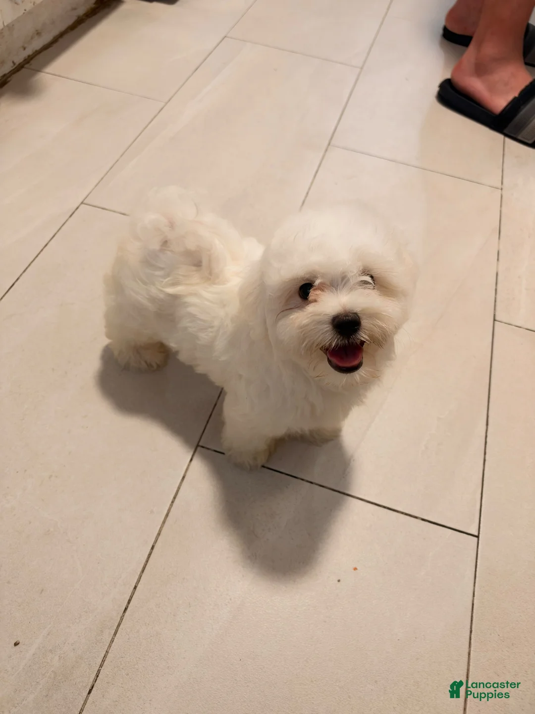 Maltese dogs for sale: Zeus - Ad 2