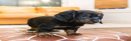 Miniature Dachshund dogs for sale: Karla - Ad 2