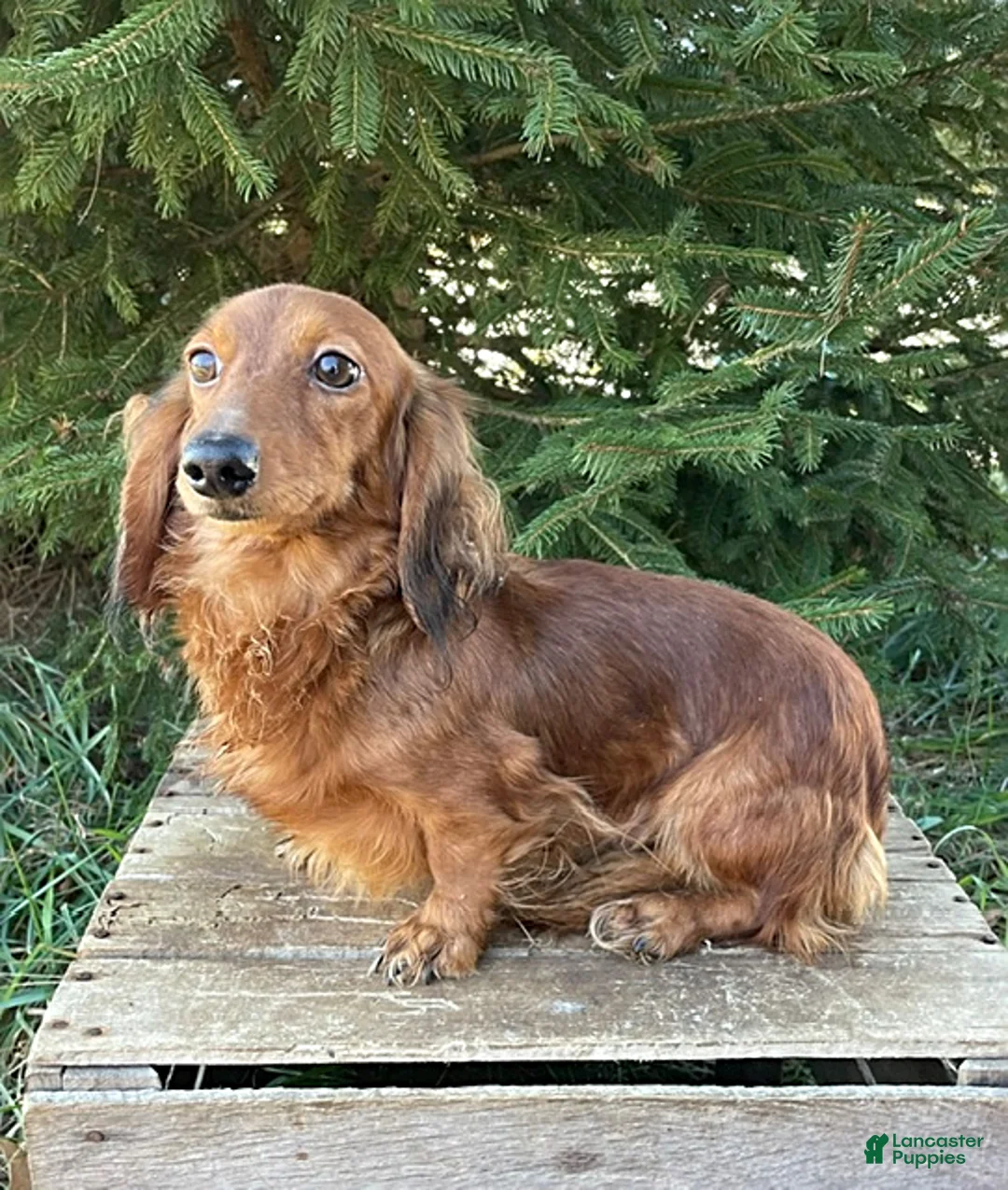 Dachshund dogs for sale: Sebastian - Ad 4