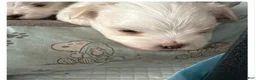 Morkie dogs for sale: Morkie 2 - Ad 1