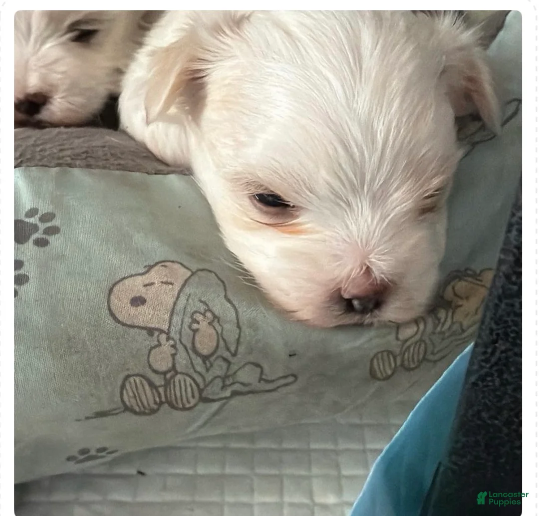 Morkie dogs for sale: Morkie 2 - Ad 1
