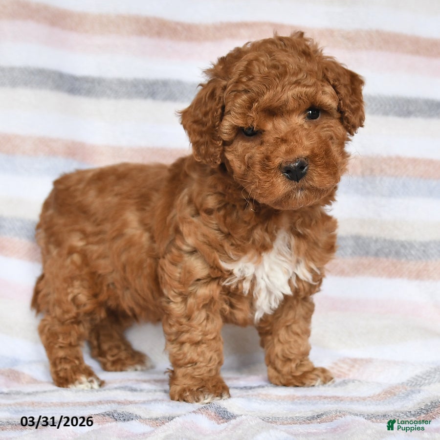 Maltipoo dogs Arnie - Ad 2