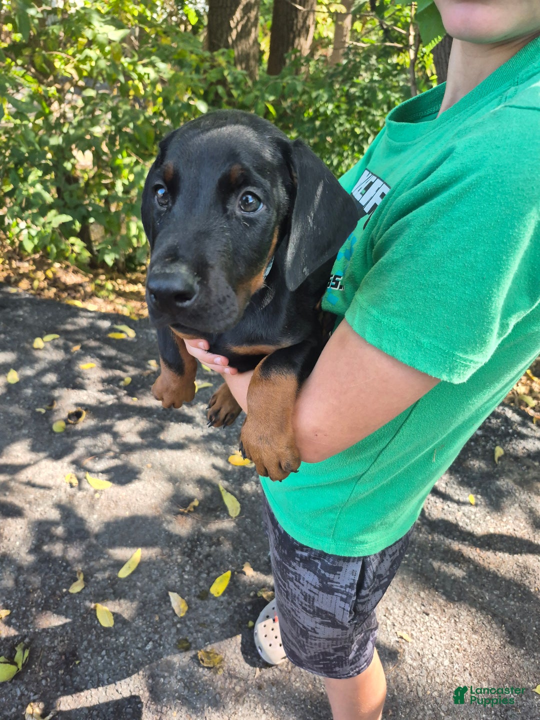 Doberman Pinscher dogs for sale: Pluto - Ad 11