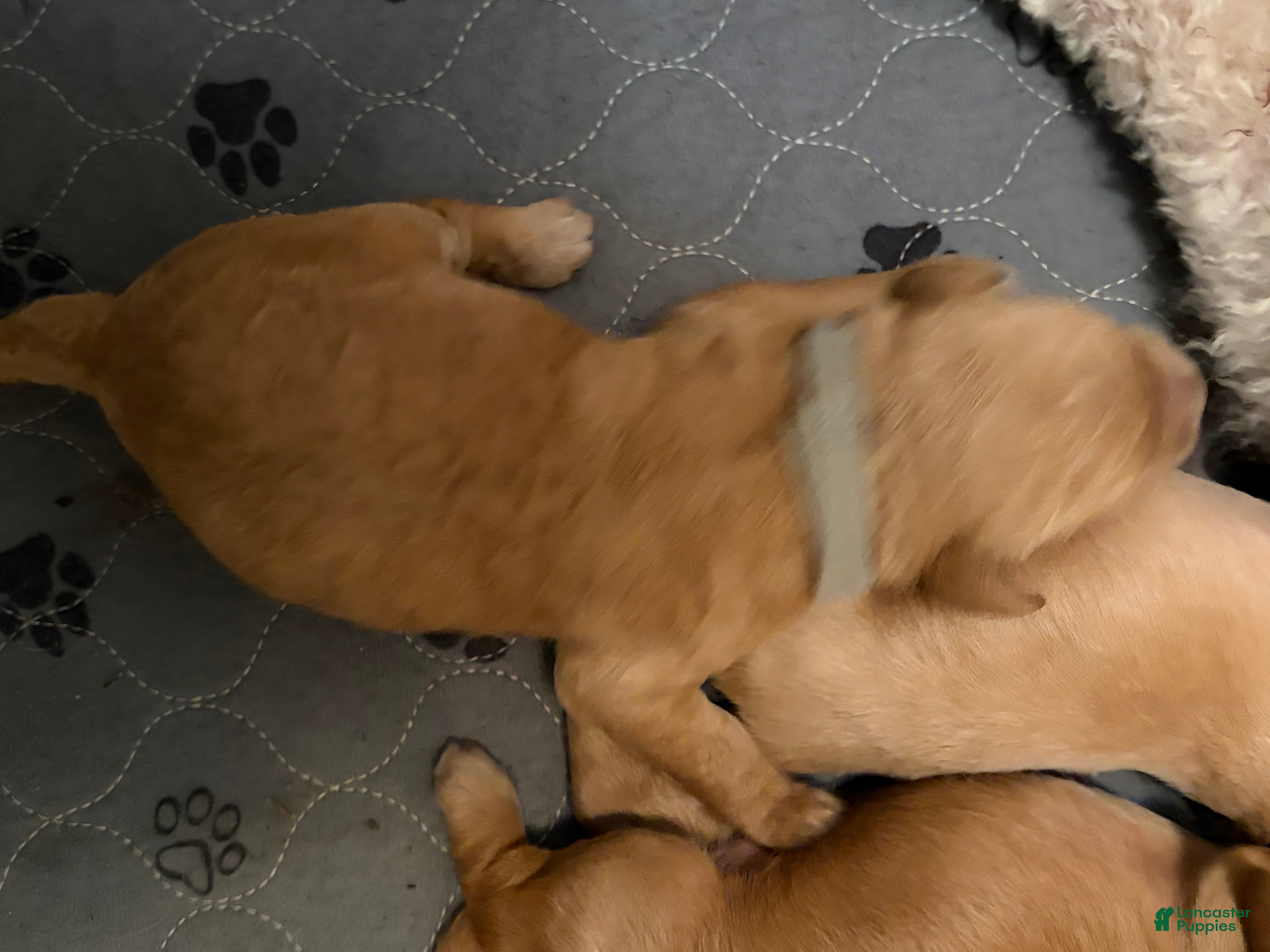 Goldendoodle dogs for sale: Hazel - Ad 4
