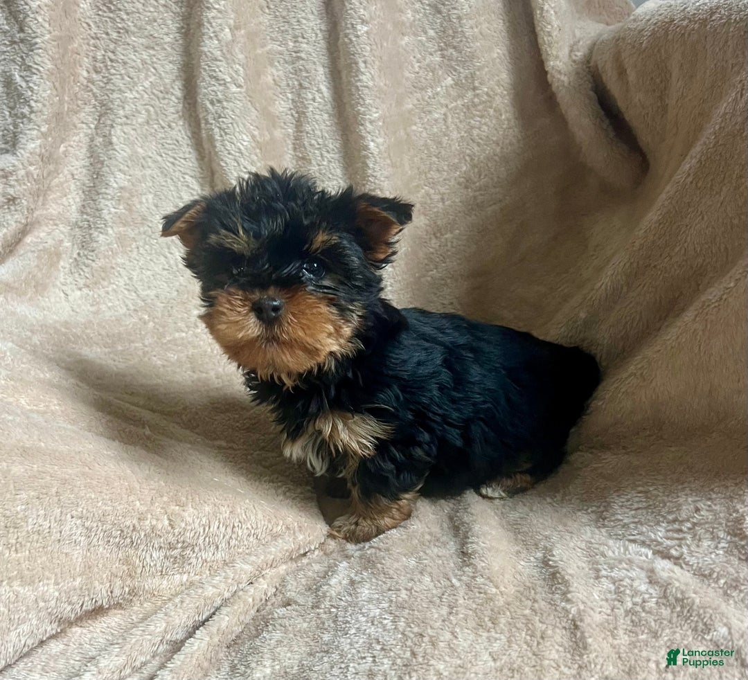 Yorkshire Terrier dogs for sale: MJ - Ad 8
