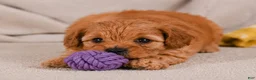 Cavapoo dogs for sale: Mila - Ad 6