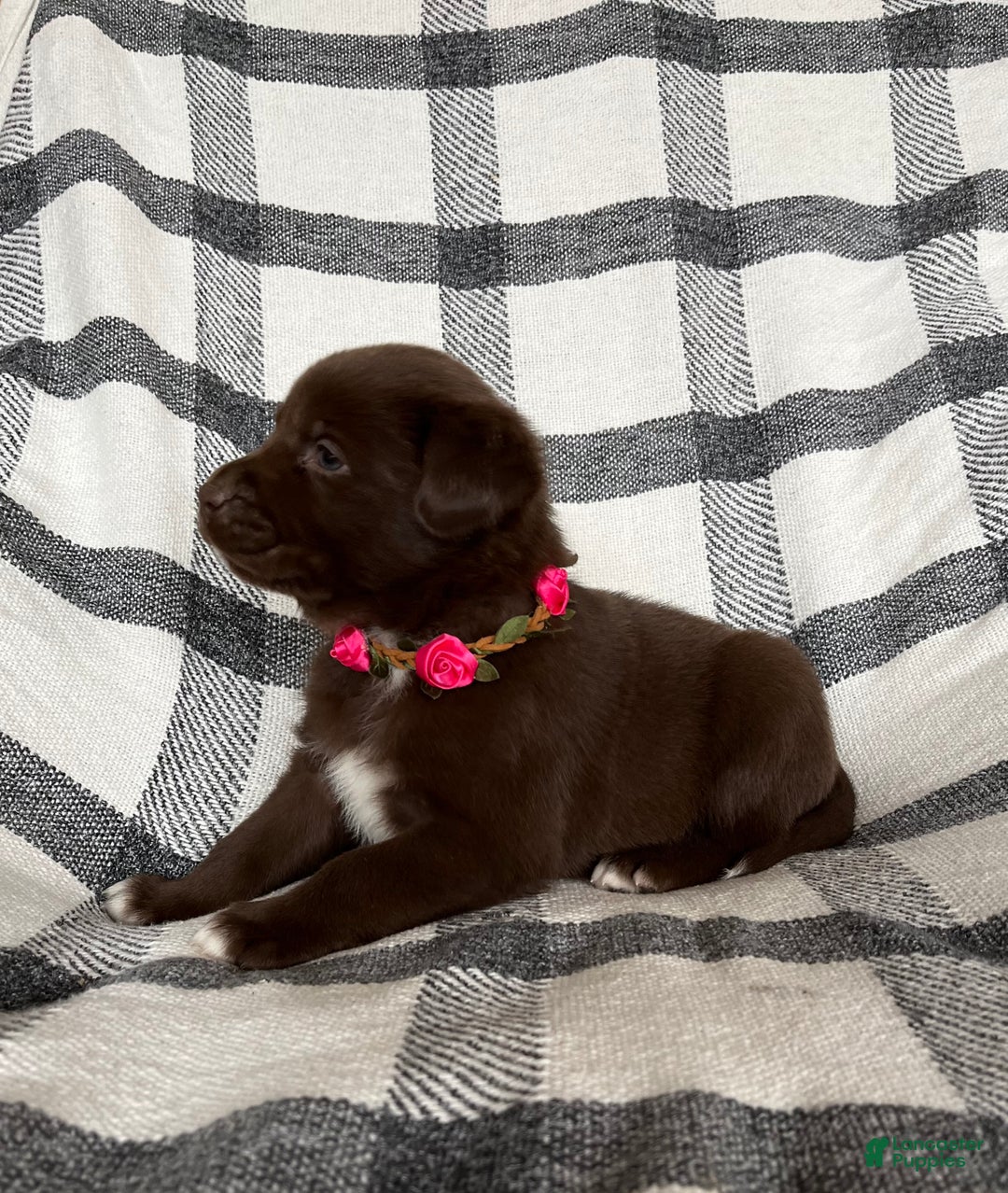 Mixed Breed dogs for sale: Allie - Ad 2