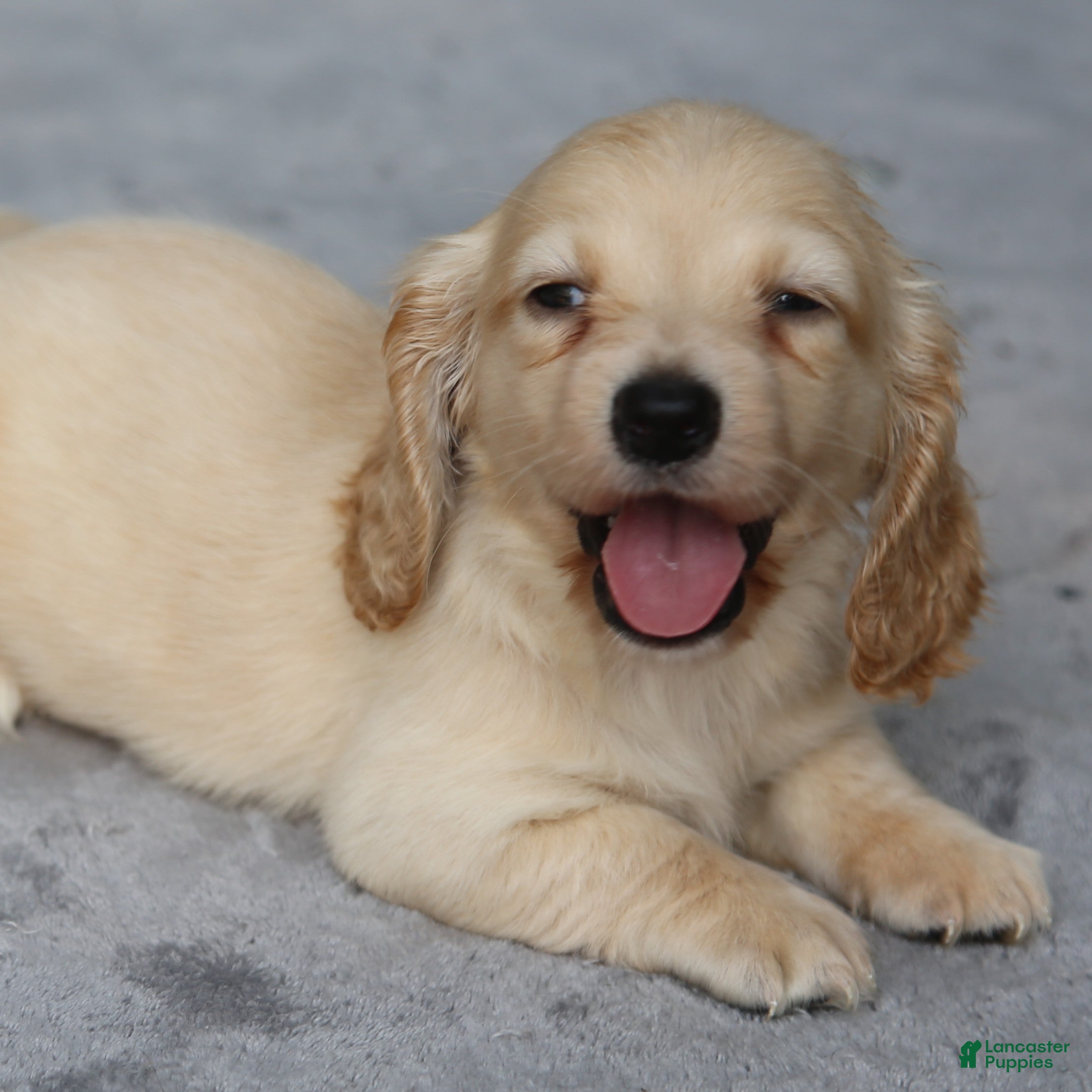 Dachshund dogs Clear Cream Longhair Small Standard - Ad 1