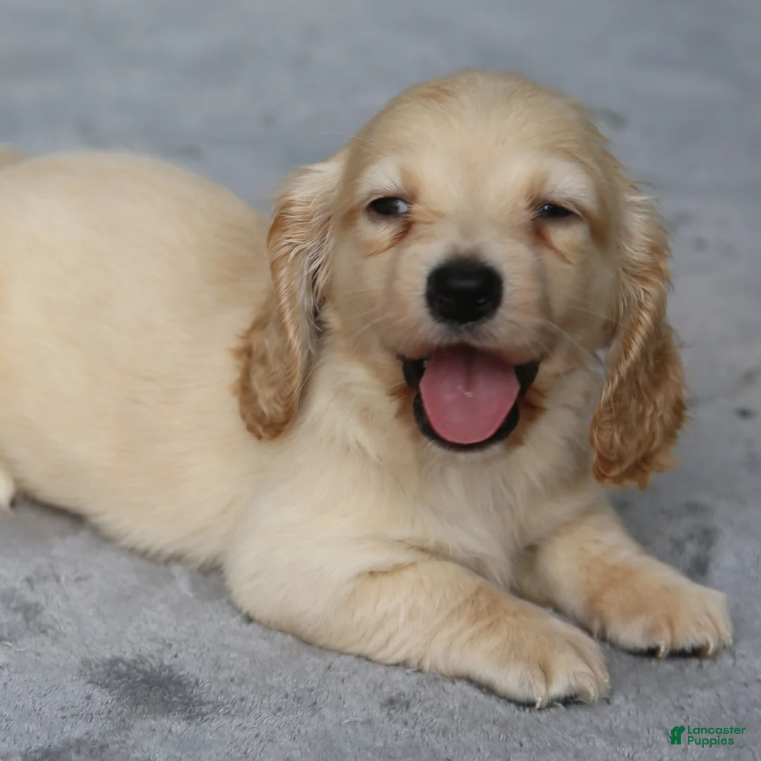 Dachshund dogs for sale: Clear Cream Longhair Small Standard - Ad 1