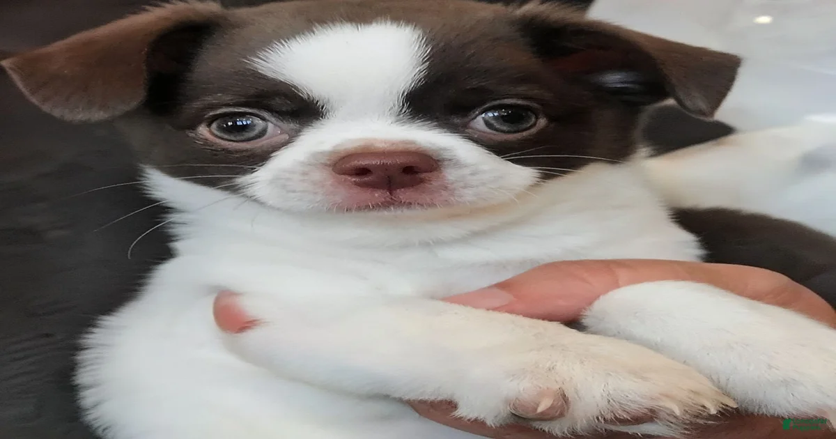 Chihuahua Puppies for sale in Tempe, Arizona | Lancaster Puppies