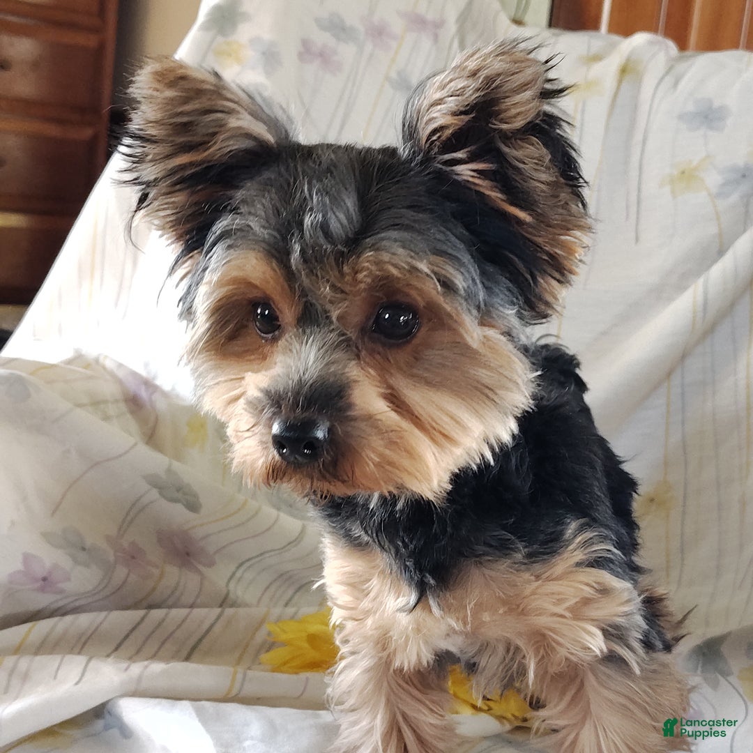 Yorkshire Terrier dogs for sale: Gerri - Ad 4