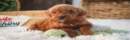 Miniature Poodle dogs for sale: Finnigan - Ad 7