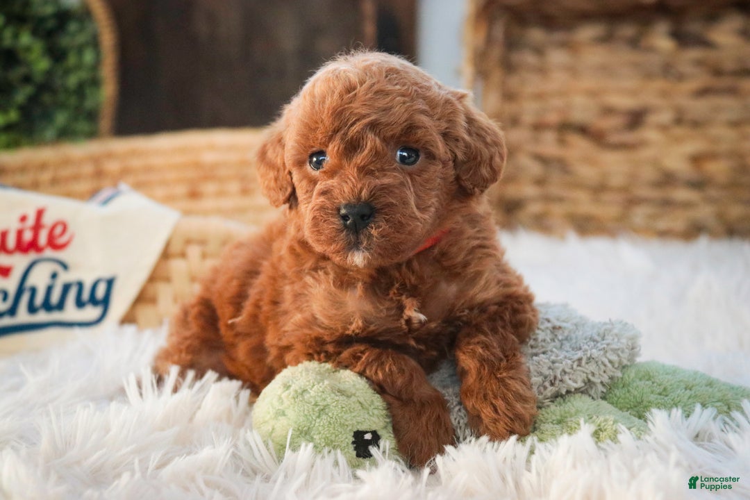 Miniature Poodle dogs for sale: Finnigan - Ad 7
