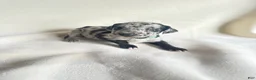 Great Dane dogs for sale: Tinkerbell- teal - Ad 9