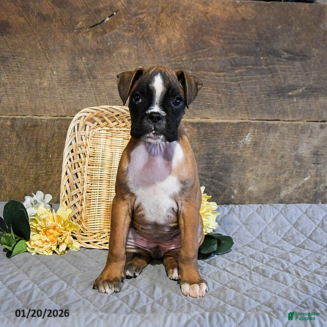 Boxer dogs for sale: Nutella - Ad 2