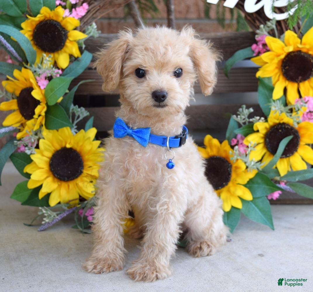 Toy Poodle dogs Preston - Ad 1