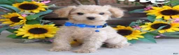 Toy Poodle dogs for sale: Preston - Ad 1