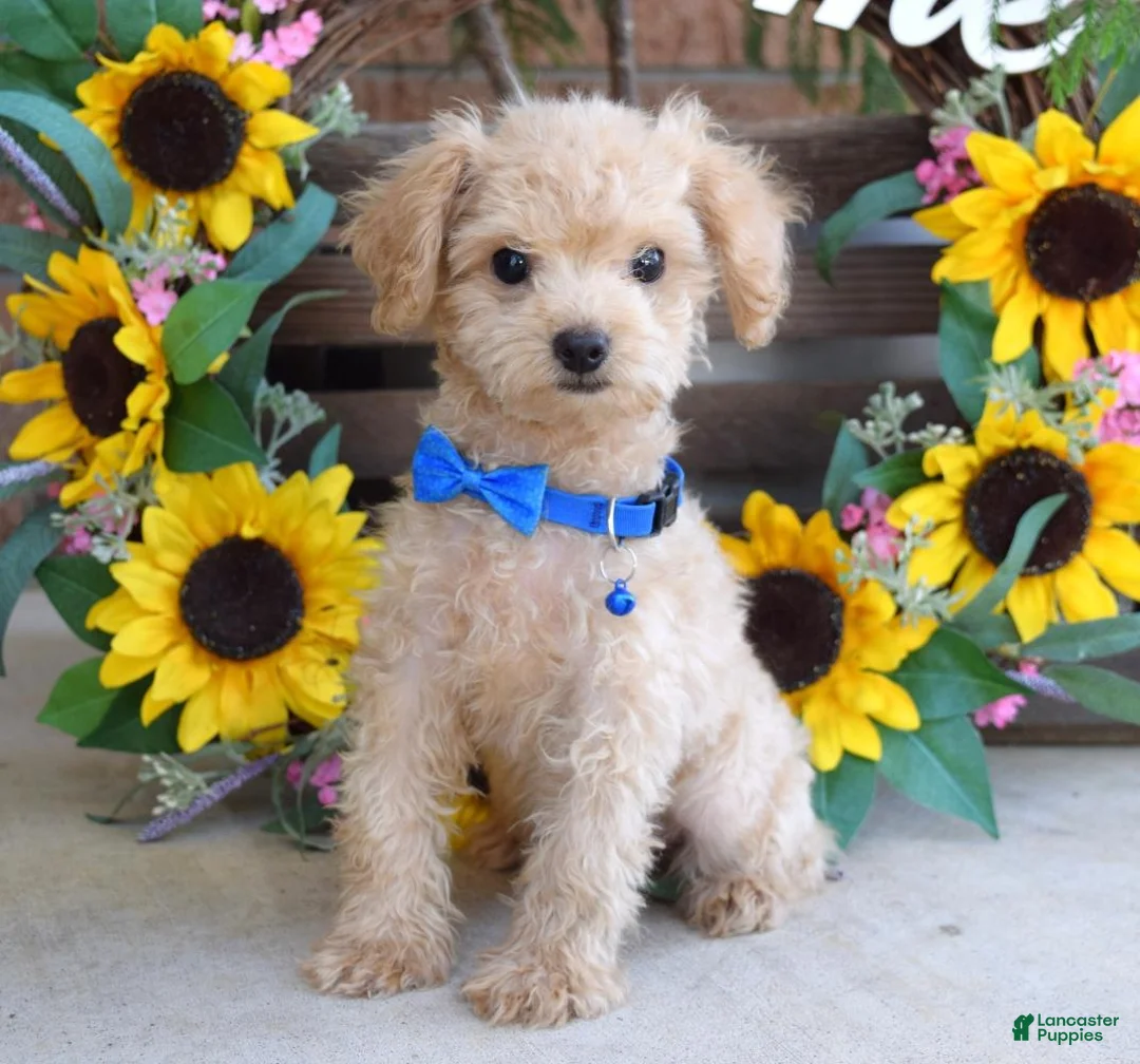 Toy Poodle dogs for sale: Preston - Ad 1