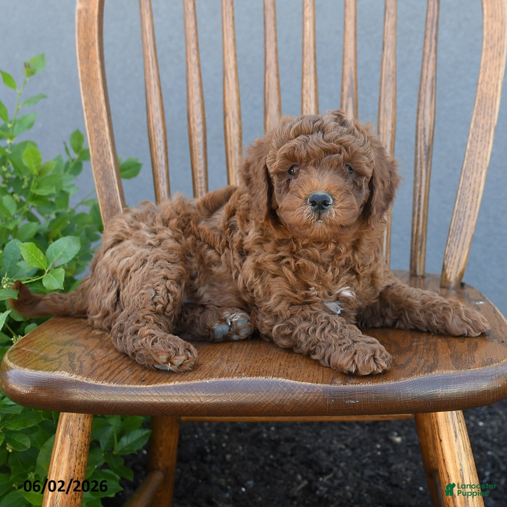 Miniature Poodle dogs for sale: Troy - Ad 3
