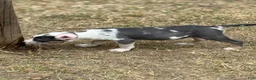 American Bully dogs for sale: Sincere - Ad 3