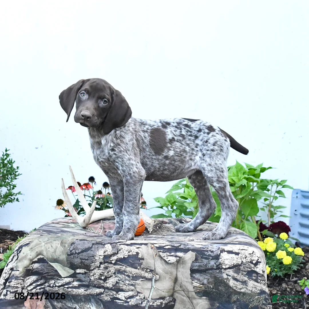 German Shorthaired Pointer dogs for sale: Moonlight - Ad 2