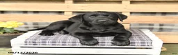 Labrador Retriever dogs for sale: Joy - Ad 3