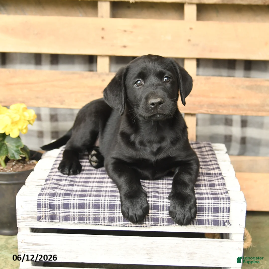 Labrador Retriever dogs for sale: Joy - Ad 3