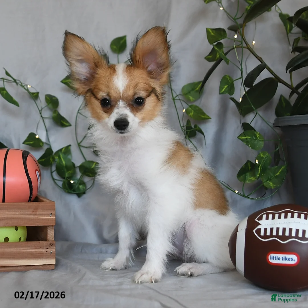 Papillon dogs for sale: Nipper - Ad 2