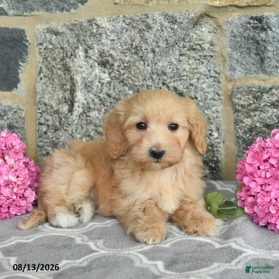 Maltipoo dogs Ember  - Ad 2