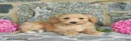Maltipoo dogs for sale: Ember  - Ad 2